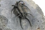 Ceratarges Trilobite With Secondary Spines - Top Quality #226081-2